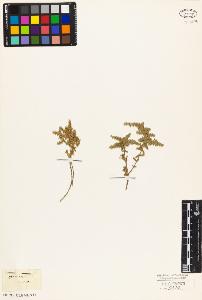 SW_BNB_s3010-05795_IMG-0000000001