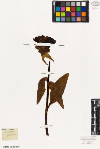SW_BNB_s3010-05915_IMG-0000000001