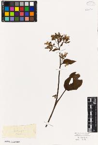 SW_BNB_s3010-05997_IMG-0000000001