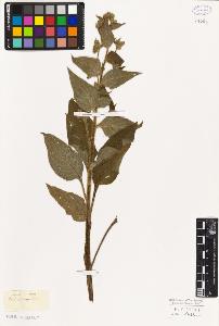SW_BNB_s3010-06006_IMG-0000000001