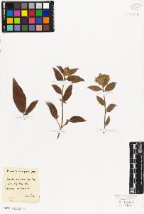 SW_BNB_s3010-06020_IMG-0000000001
