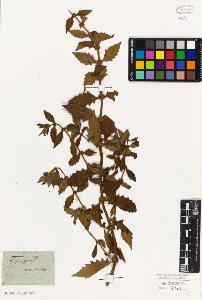 SW_BNB_s3010-06023_IMG-0000000001