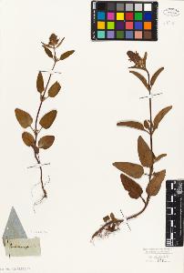 SW_BNB_s3010-06038_IMG-0000000001