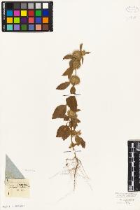 SW_BNB_s3010-06110_IMG-0000000001
