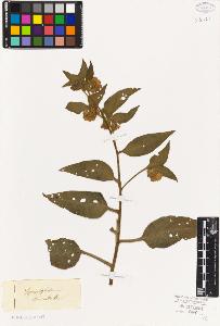 SW_BNB_s3010-06121_IMG-0000000001
