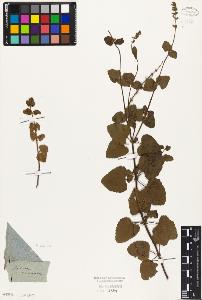 SW_BNB_s3010-06140_IMG-0000000001