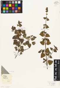 SW_BNB_s3010-06158_IMG-0000000001