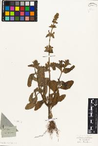 SW_BNB_s3010-06159_IMG-0000000001