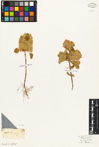 SW_BNB_s3010-06177_IMG-0000000001