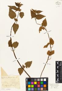 SW_BNB_s3010-06189_IMG-0000000001