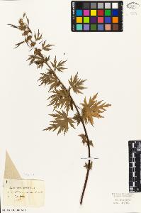 SW_BNB_s3010-06202_IMG-0000000001