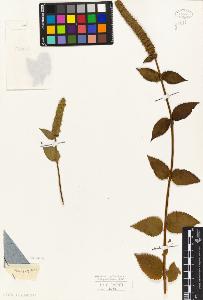 SW_BNB_s3010-06247_IMG-0000000001