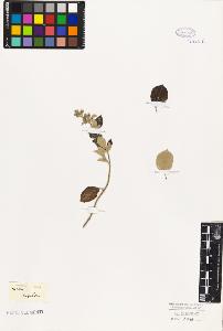 SW_BNB_s3010-06250_IMG-0000000001