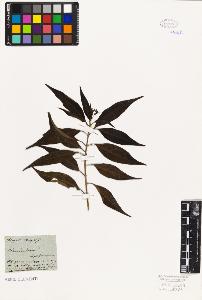 SW_BNB_s3010-06255_IMG-0000000001