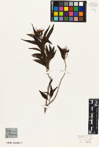 SW_BNB_s3010-06276_IMG-0000000001