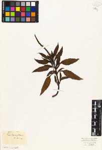 SW_BNB_s3010-06291_IMG-0000000001