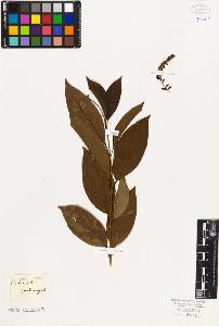 SW_BNB_s3010-06297_IMG-0000000001