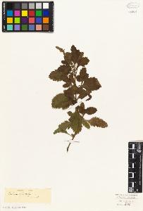 SW_BNB_s3010-06310_IMG-0000000001