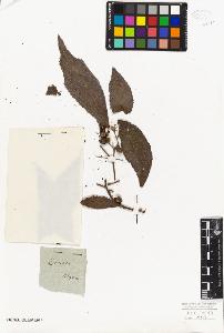 SW_BNB_s3010-06318_IMG-0000000001