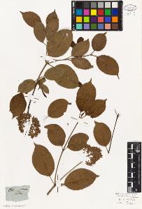 SW_BNB_s3010-06342_IMG-0000000001