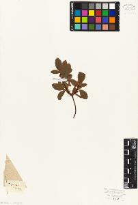 SW_BNB_s3010-06428_IMG-0000000001