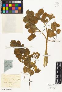 SW_BNB_s3010-06540_IMG-0000000001