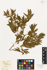 SW_BNB_s3010-06590_IMG-0000000001