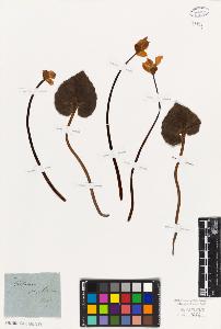 SW_BNB_s3010-06612_IMG-0000000001