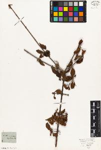SW_BNB_s3010-06899_IMG-0000000001