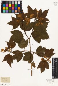 SW_BNB_s3010-06900_IMG-0000000001