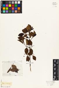 SW_BNB_s3010-06902_IMG-0000000001