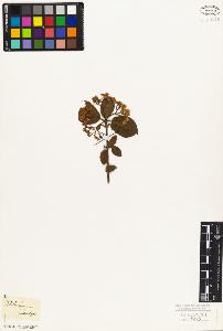 SW_BNB_s3010-06903_IMG-0000000001