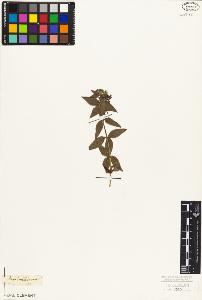 SW_BNB_s3010-06941_IMG-0000000001