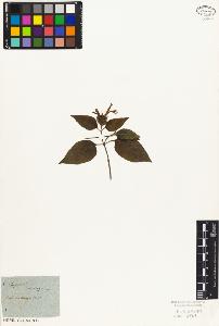 SW_BNB_s3010-07009_IMG-0000000001