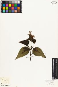 SW_BNB_s3010-07012_IMG-0000000001