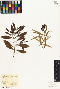 SW_BNB_s3010-07019_IMG-0000000001