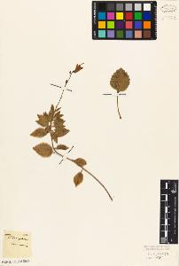 SW_BNB_s3010-07036_IMG-0000000001