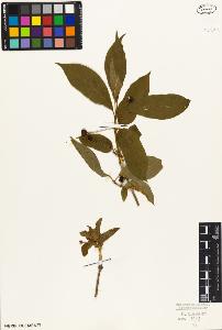 SW_BNB_s3010-07174_IMG-0000000001