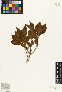 SW_BNB_s3010-07183_IMG-0000000001