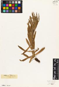 SW_BNB_s3010-07213_IMG-0000000001