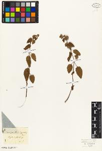 SW_BNB_s3010-07290_IMG-0000000001