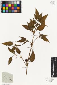 SW_BNB_s3010-07316_IMG-0000000001