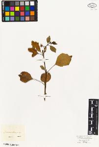SW_BNB_s3010-07319_IMG-0000000001