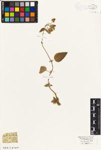 SW_BNB_s3010-07332_IMG-0000000001