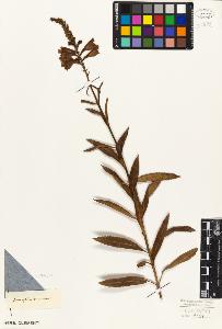 SW_BNB_s3010-07376_IMG-0000000001