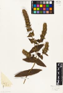 SW_BNB_s3010-07410_IMG-0000000001