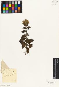 SW_BNB_s3010-07438_IMG-0000000001