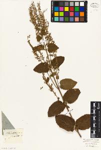 SW_BNB_s3010-07470_IMG-0000000001