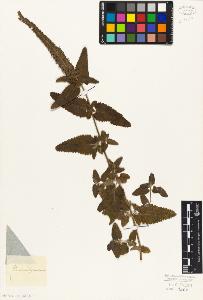SW_BNB_s3010-07477_IMG-0000000001
