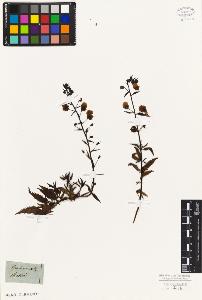 SW_BNB_s3010-07535_IMG-0000000001